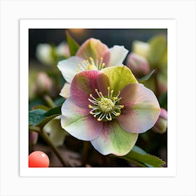 Pink Hellebores Art Print