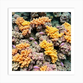 Coral Reef In The Red Sea4 Art Print