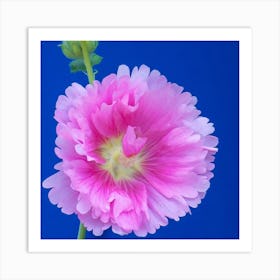 Hollyhock Flower Art Print