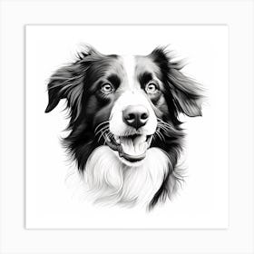 Black and White Collie Art Print