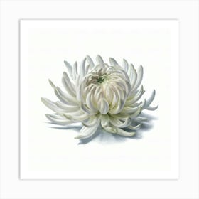 Chrysanthemum Art Print