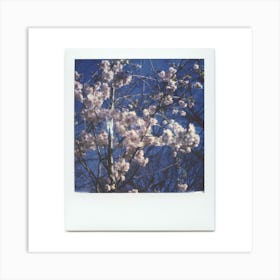 Polaroid Cherry Blossom 05 Art Print