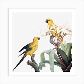 Bird Parrot Ornithology Painting Art Print