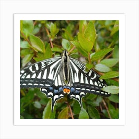 Black And White Swallowtail Butterfly 1 Art Print