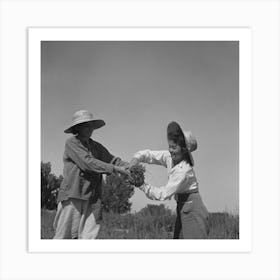 Malheur County, Oregon, Japanese Americans And Americans Working In A Celery Field By Russell Lee Art Print