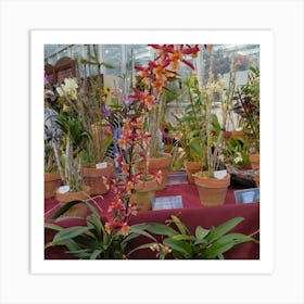 Orchids In A Greenhouse 7 Art Print