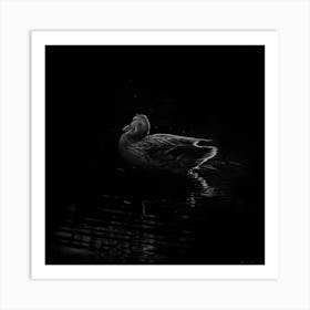 Black And White Duck Floating In The Water Art Print