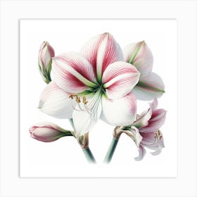 Amaryllis 6 Art Print