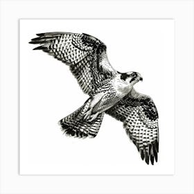 Raptor In Flight Art Print