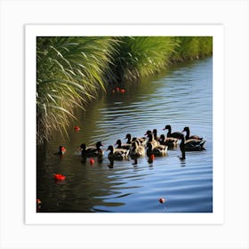 Patitos Negros En El Lago Art Print