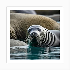 Seals In The Water Art Print