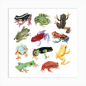 Frogs Square Art Print