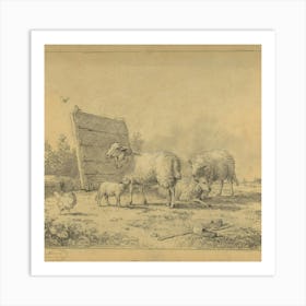 Sheeps 1 2 Art Print