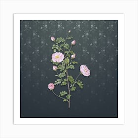 Vintage Pink Scotch Briar Rose Botanical on Slate Gray Pattern n.0190 Art Print