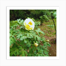 Peony in Japan 22 Art Print