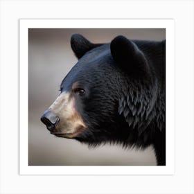 Black Bear Art Print