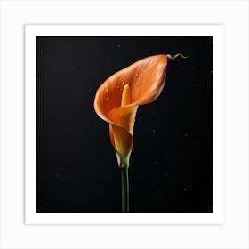 Calla Lily Art Print