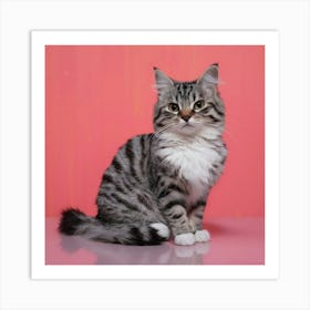 Coon Cat 1 Art Print