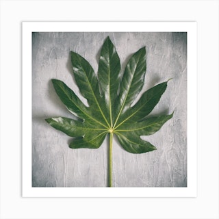 Aralia Leaf On Grey Square Art Print