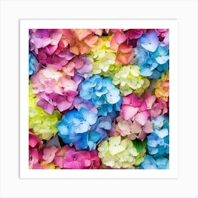 Colorful Hydrangeas Art Print