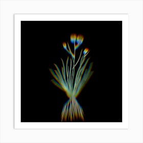 Prism Shift Blue Corn Lily Botanical Illustration on Black n.0397 Art Print