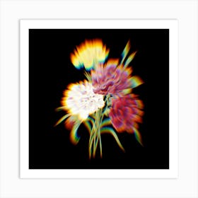 Prism Shift Carnation Eillet Variété Botanical Illustration on Black n.0029 Art Print