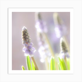 Hyacinths 1 Art Print