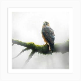 Kestrel In The Mist Art Print