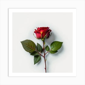 Rose  Art Print