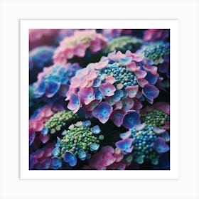 Hydrangeas Art Print