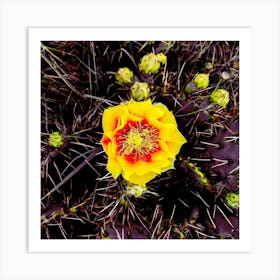 Cactus Flower Art Print