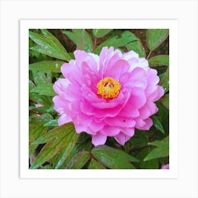 Pink Peony in Japan 1 Art Print