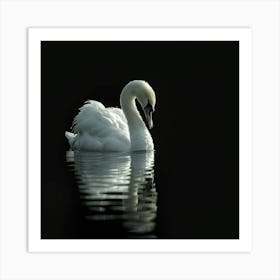 Beautiful Swan 14 Art Print