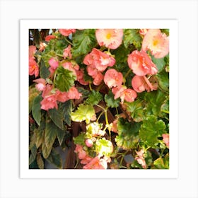 Begonias 9 Art Print