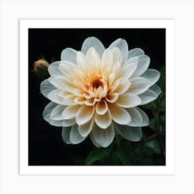 Dahlia 5 Art Print