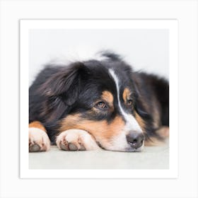 British Collie Dog Laying Down Art Print