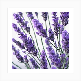 Lavender Flowers 2 Art Print