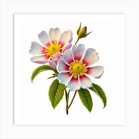 Two Pink Flowers On A White Background Art Print