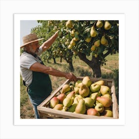 Farmer Picking Pears In The Orchard 1 Art Print