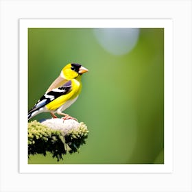 Goldfinch 18 Art Print