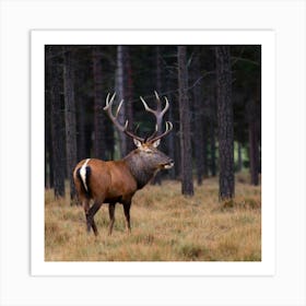 Red Deer In The Forest Art Print