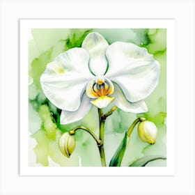 White Orchid Watercolor Painting Art Print