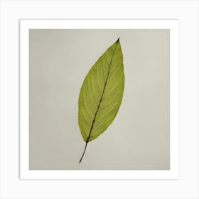 Botanical Leaf, 1262 Art Print