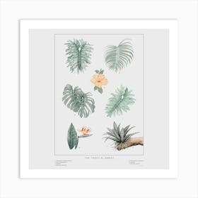 The Tropical Babies   Offwhite 1 Square Art Print