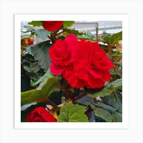 Begonias 20 Art Print