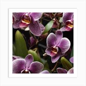 Orchids 4 Art Print