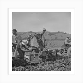 San Benito County, California, Japanese Americans Operating Spinach Harvester While They Await Final Art Print