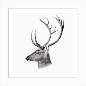 Stag Deer Vintage Art Print