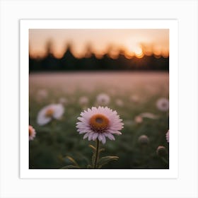 Daisy Field At Sunset Art Print