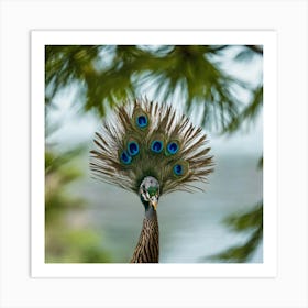 Peacock Art Print